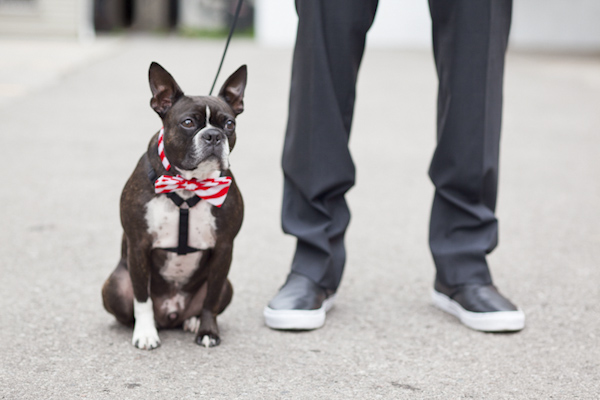 Boston Terrier With a bow tie- wedding photo by top Canadian wedding photographer Rebecca Wood